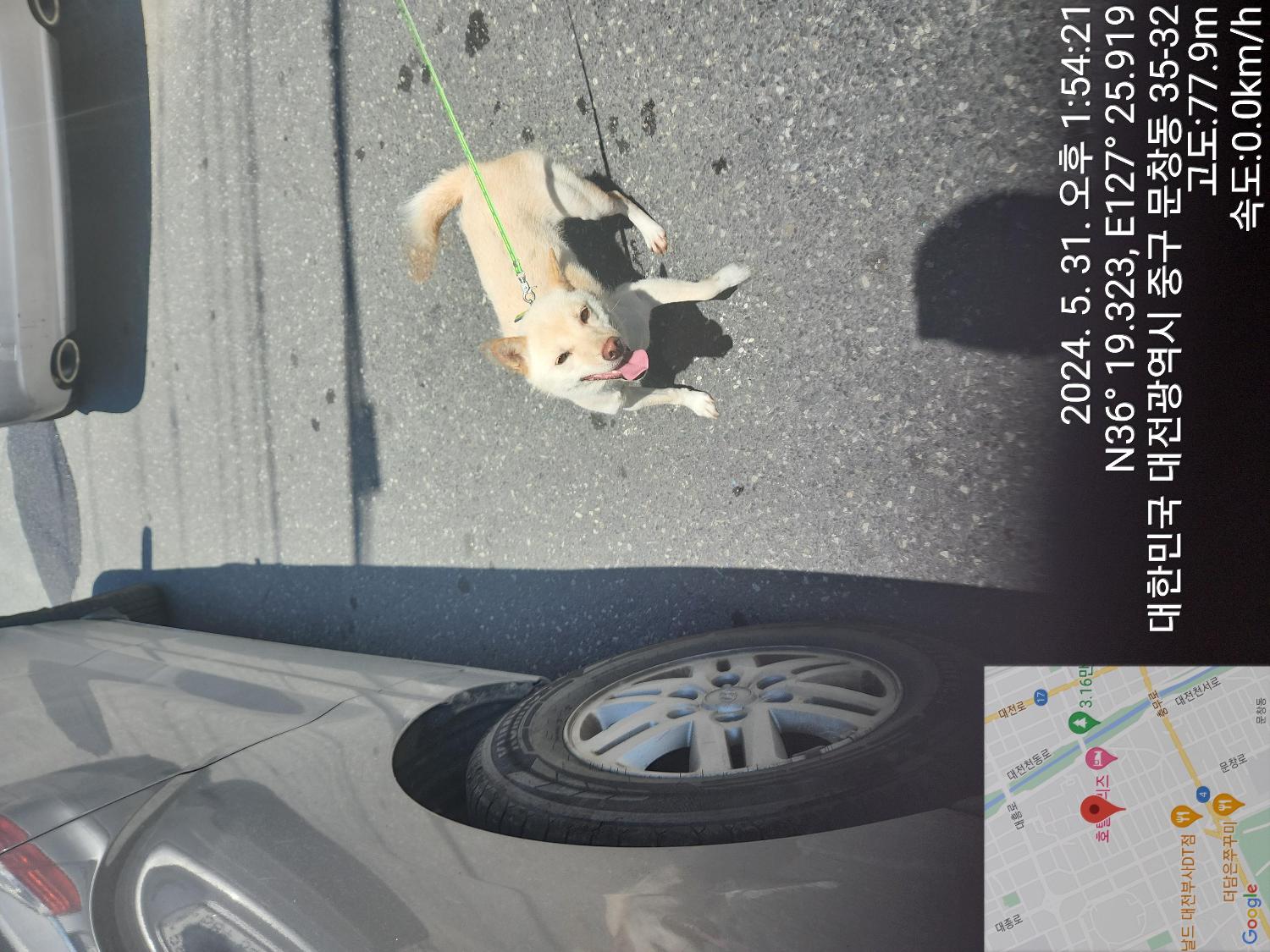 종료(반환) 믹스견…
